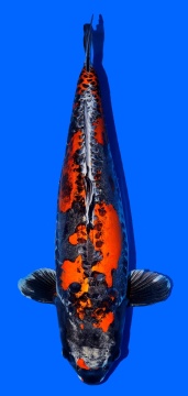Benikikokuryu Toshinobu Igarashi 75cm Yonsai Female VHQ 