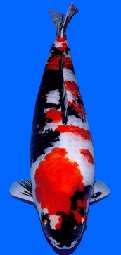 Showa Dainichi Toyota 75cm Gosai Female VHQ 