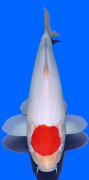 Tancho Kohaku Teradomari 35cm Nisai Female HQ - VERKAUFT! 