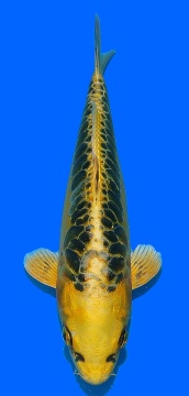 Big Scale Aoki 28cm NisaiVHQ 