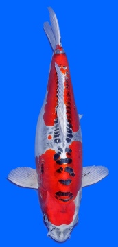 Benikikokuryu Ozumi Igarashi 51cm Sansai Female 