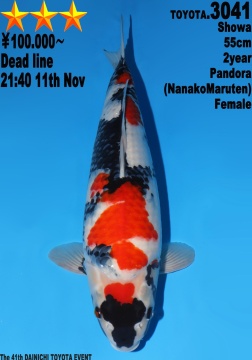 Showa Dainichi Toyota 55cm Nisai Female VHQ 