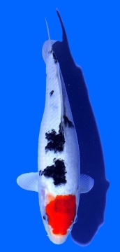 Tancho Sanke Aoki 25cm Nisai HQ 