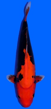 Beni Kumonryu Higashi 46cm Tosai Female VHQ incl Mudpond 