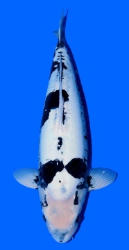 Kumonryu Higashi 70cm Nisai Female VHQ 
