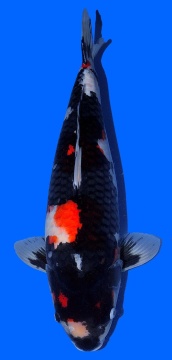 Showa Dainichi 61cm Sansai Female Monroe HQ 