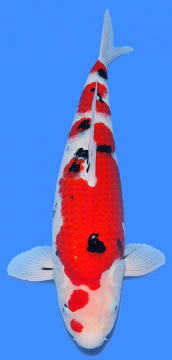 Sanke Maruju 52cm Nisai Female VHQ 