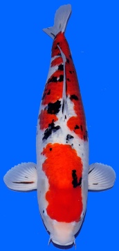 Sanke Masai 74cm Geb 2021 Female HQ 