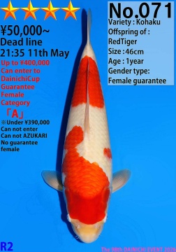 Kohaku Dainichi 46cm Tosai Female VHQ 