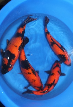 Hi Utsuri 45cm Nisai Female HQ Stck ab 690€ 