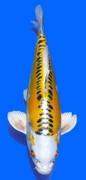 Yellow Hariwake Aoki 35cm Female 