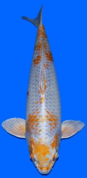 Kogane Ochiba Momotaro 61cm Sansai 
