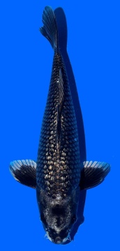 Ginrin Ginga Aoki 35cm Nisai Female HQ 