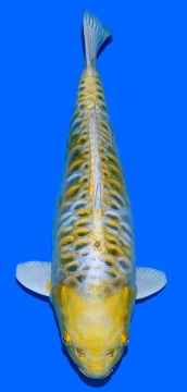 Big Scale Aoki 47cm Sansai Female VHQ 