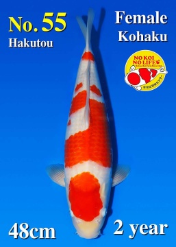 Kohaku Matsue 48cm Nisai Female SHQ 