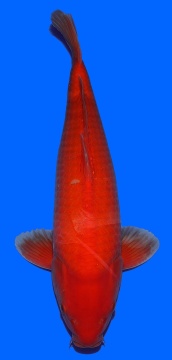 Super  Mango Sakai FF 52cm  Nisai Male 