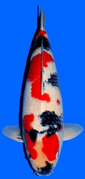 Showa Dainichi 52cm Nisai Female VHQ 