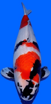 Showa Dainichi Toyota 70cm 2J Female SHQ 