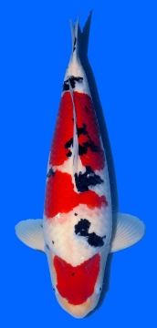 Sanke Sakai FF 63cm 6J Male VHQ 