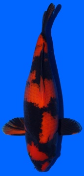 Hi Utsuri Shinoda 50cm Sansai Female SHQ 