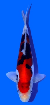 Doitsu Sanke Aoki 28cm Nisai VHQ 