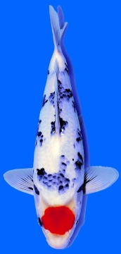 Tancho Showa Hoshikin 31cm Tosai SHQ - VERKAUFT! 