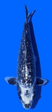 Ginrin Bigscale Toshinobu Igarashi 30cm 16 Monate VHQ 