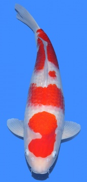 Kohaku Sakai FF 66cm Yonsai Female HQ-VERKAUFT! 