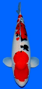 Sanke Dainichi 63cm Sansai Female SHQ 