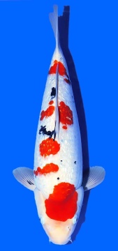 Ginrin Sanke Matsue 48cm Nisai Female VHQ 