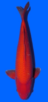 Super Mango Sakai 57cm Sansai Female HQ 