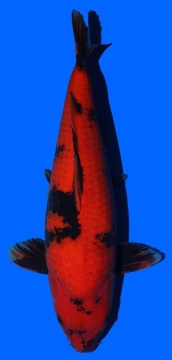 Hi Utsuri Shinoda 58cm Sansai Female 