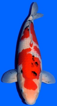Sanke Sakai FF 53cm Nisai Female VHQ 