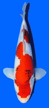 Showa Omosako 33cm Tosai Female VHQ 