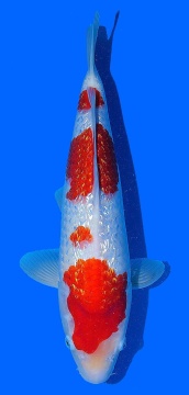 Ginrin Kohaku Teradomari 42cm Nisai Male VHQ 