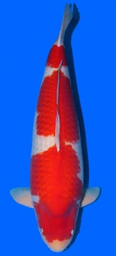 Kohaku Dainichi 80cm 7J Female VHQ 