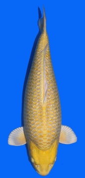 Ginrin Yamabuki Izumyja 60cm Nisai Female VHQ - VERKAUFT! 