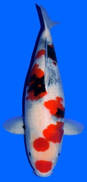 Showa Dainichi Toyota 58cm Sansai Female VHQ 