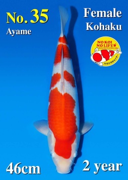 Kohaku Matsue 46cm Nisai Female HQ 