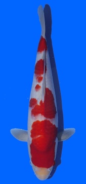 Kohaku Toshinobu Igarashi 40cm 16 Monate VHQ 