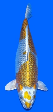 Ginrin Metallic Ochiba Ozumi Igarashi 50cm Sansai Female 