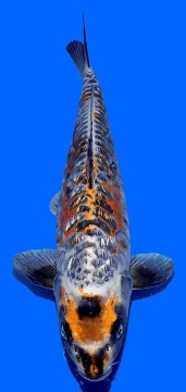 Bigscale Igarashi 45cm Nisai High Quality 