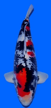Showa Sakai FF 65cm Yonsai Male VHQ 