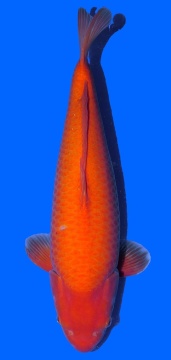 Super Mango Sakai 63cm Sansai Female VHQ 