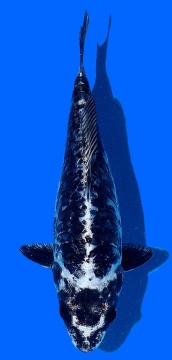 Aoki Bigscale 25cm Nisai Female HQ 