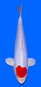 Tancho Kikusui Aoki 33cm Nisai HQ 