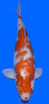 Sabi Koyo Ippinya 56cm Sansai Female HQ 