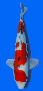Izumiya Sanke 36cm 16 Monate HQ 