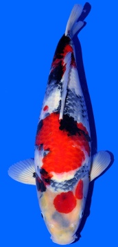 Showa Isa 45cm Nisai Female VHQ 