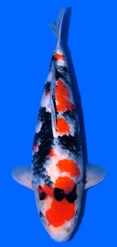 Showa Tamaura 62cm Sansai Female VHQ 
